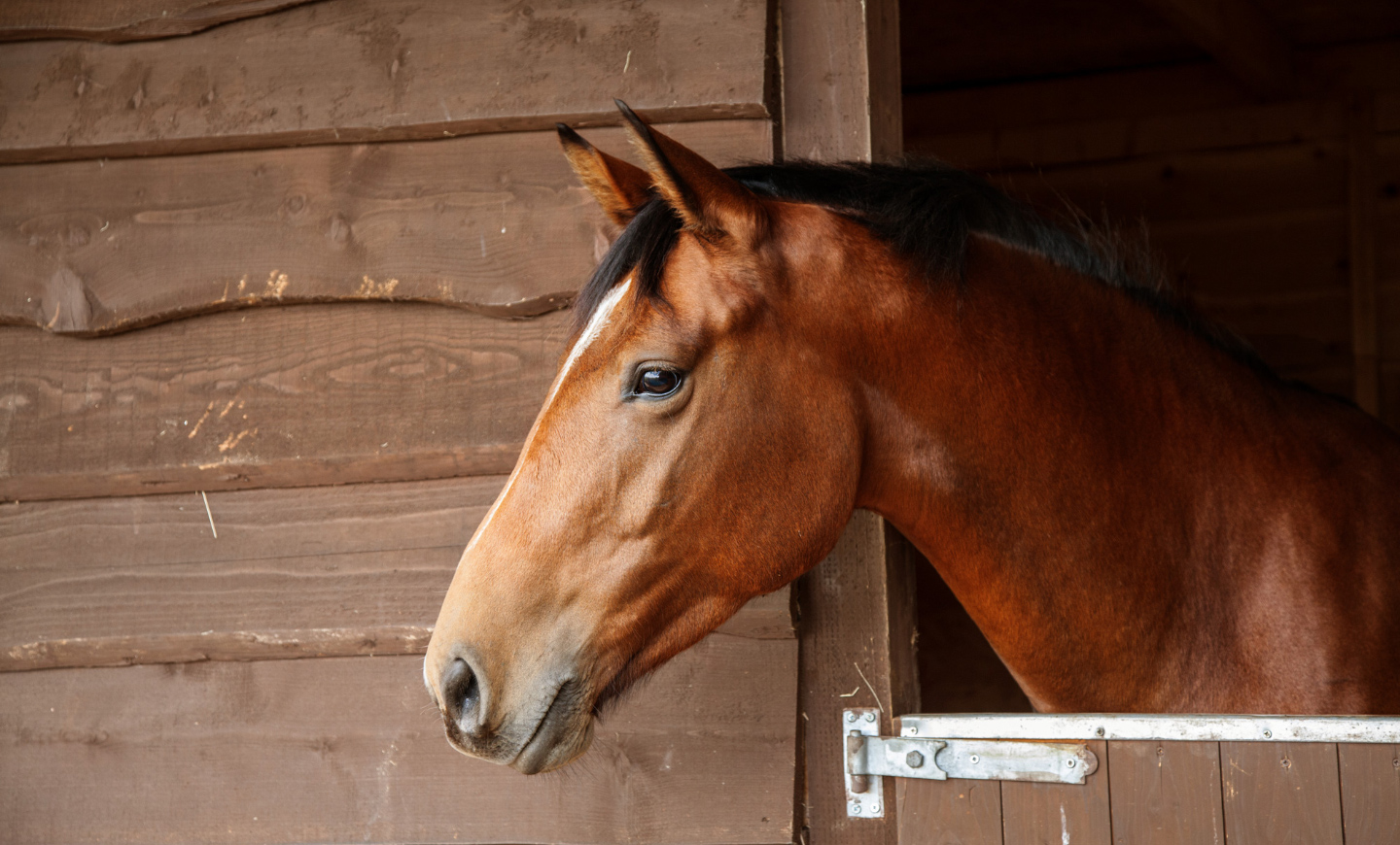 exposure-equine-influenza