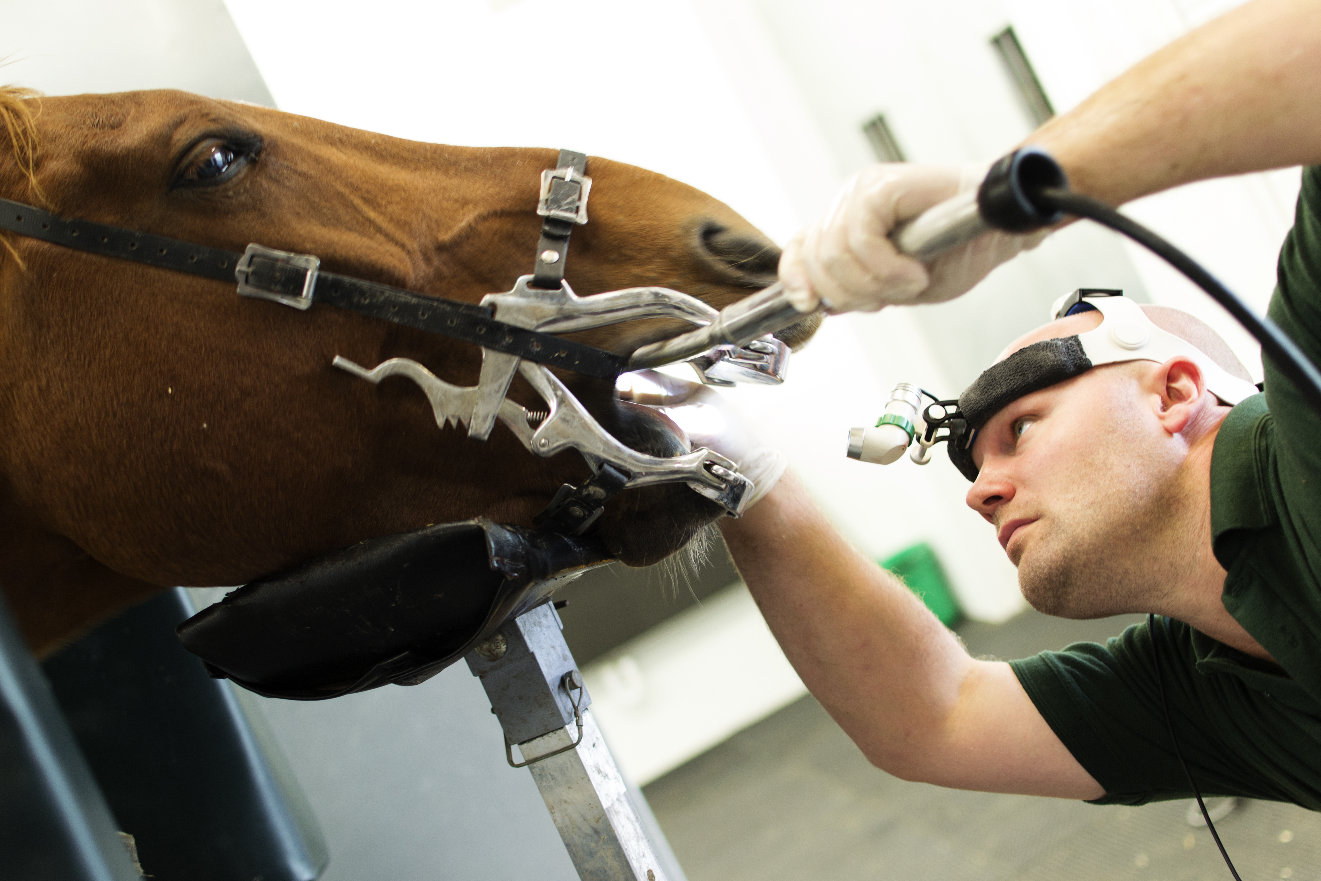 Can You Spot the Signs of Dental Pain in Your Horse