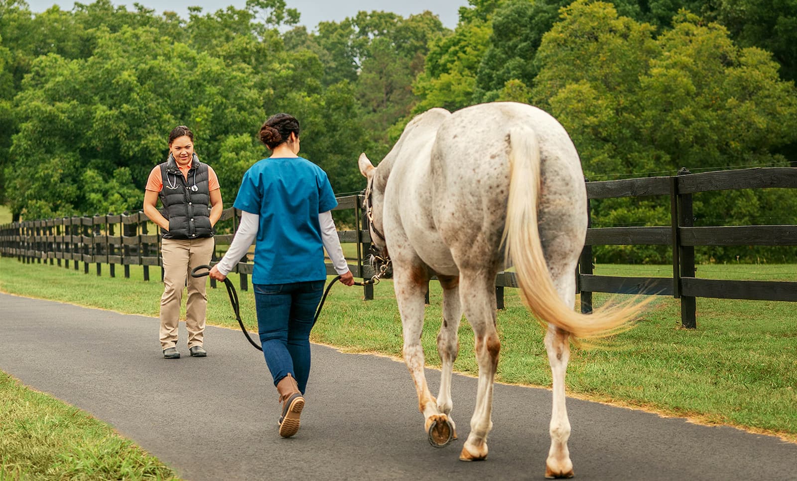 Did you know that your horse has the power to heal itself