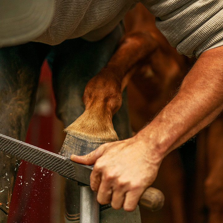 Person filing a horse's hoof with a rasp