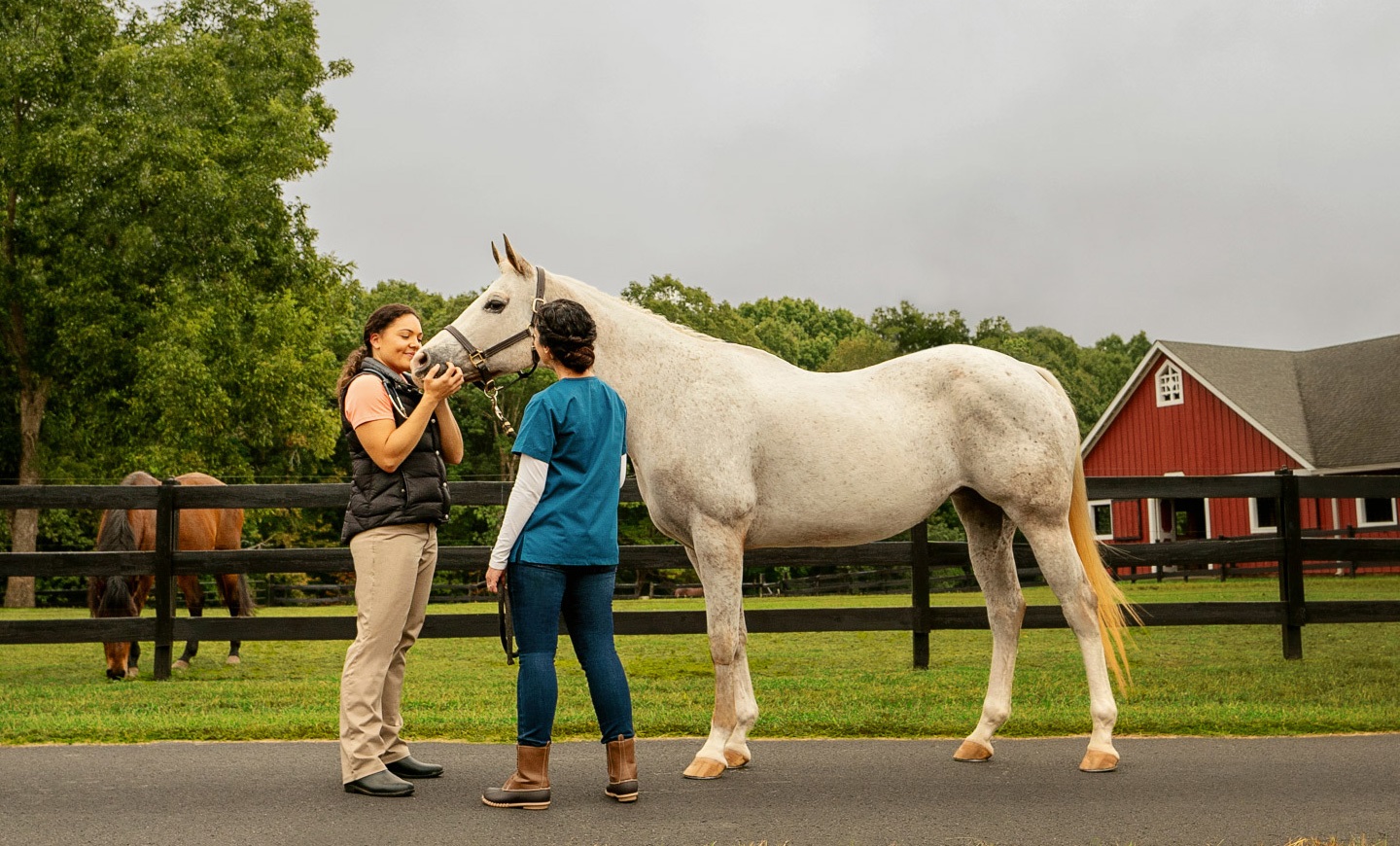 Four potential horse emergencies and how to respond to them