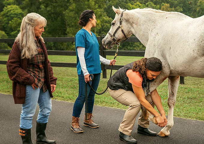 A veterinarian examines a gray horse