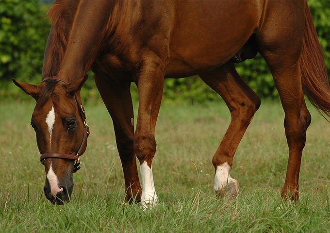 Brown horse with a white blaze grazes calmly in a lush green field, surrounded by trees. 