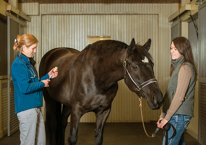 A veterinarian in a blue jacket prepares a syringe beside a dark horse held by a woman in a stable.