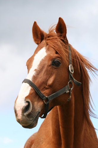 A horse with a halter Description automatically generated with low confidence