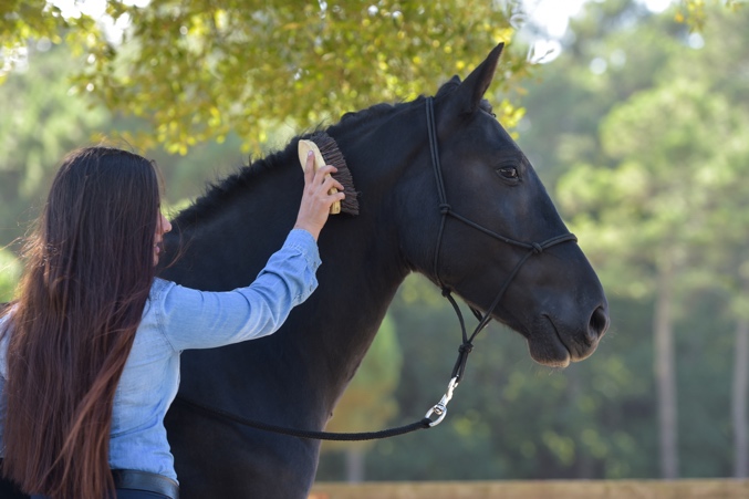 A person touching a horse Description automatically generated with medium confidence
