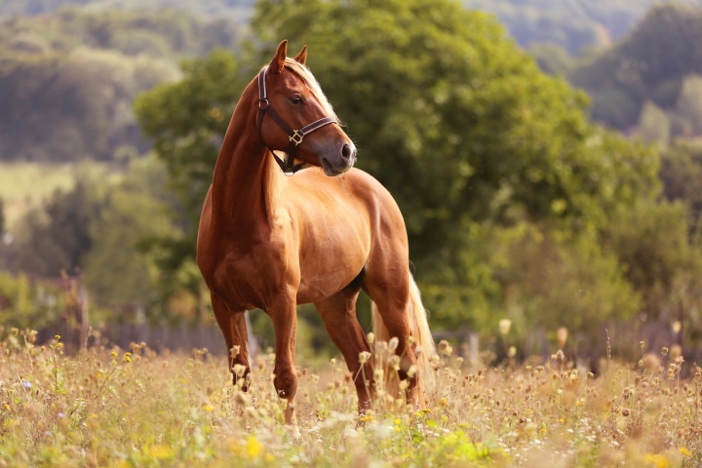 A picture containing grass, outdoor, horse, tree Description automatically generated
