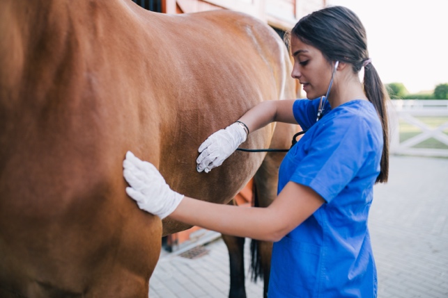 A person touching a horse Description automatically generated with medium confidence