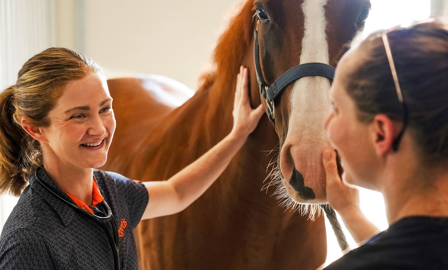Veterinarian and owner petting a horse during a checkup in a stable