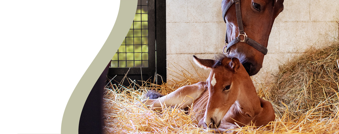Horse nuzzling a foal lying on straw in a stable.