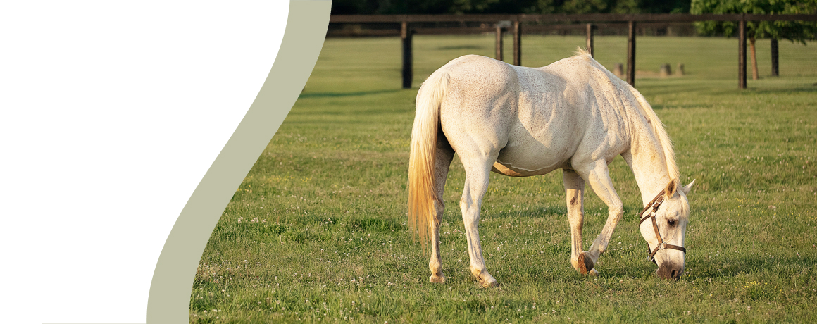 White horse grazing in a sunny green pasture.