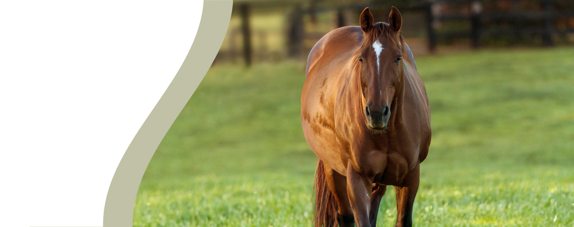 Brown horse in a grassy field with a blurred background.