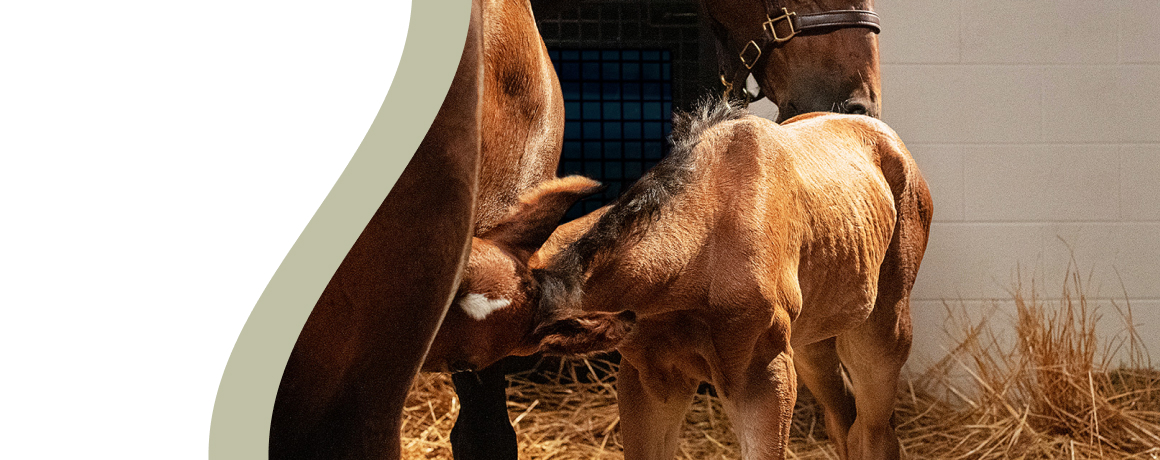 A foal nuzzling its mother in a barn with straw bedding.