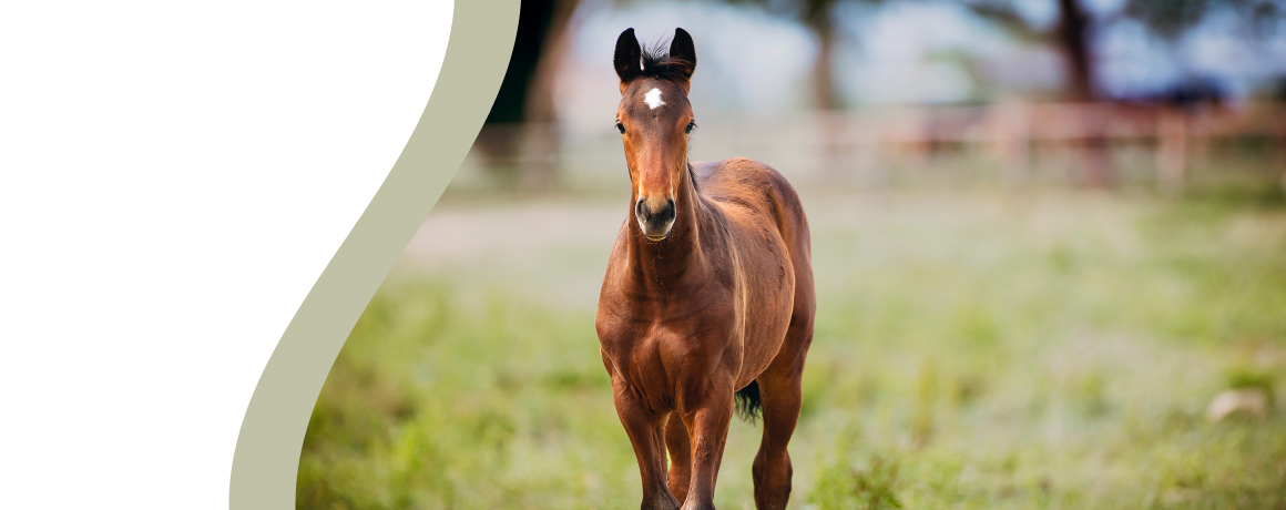 Brown horse standing in a grassy field.