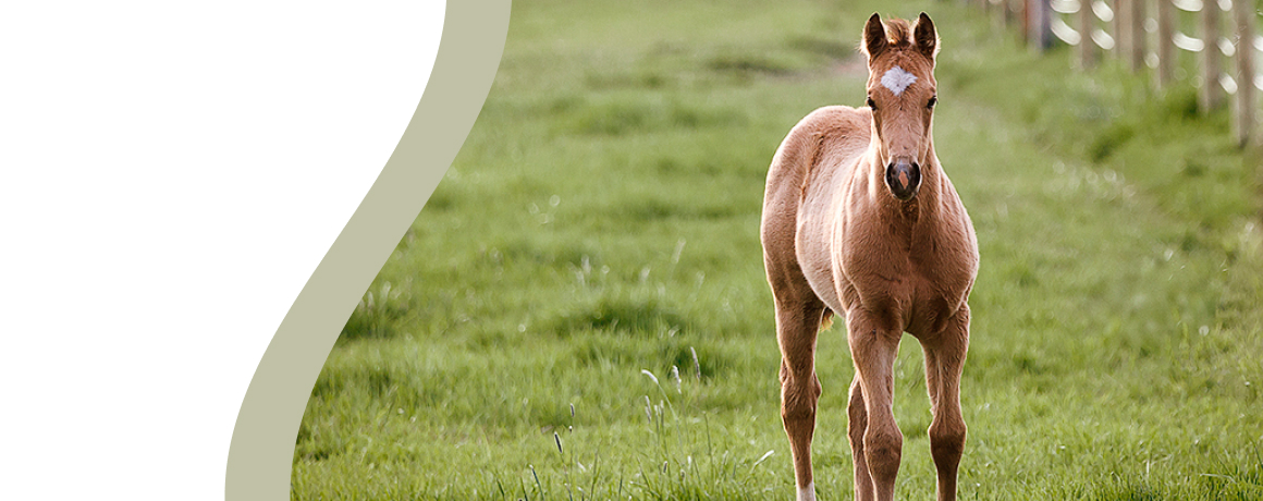 Young brown foal standing on lush green grass.