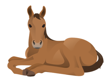Brown foal sitting on the ground.