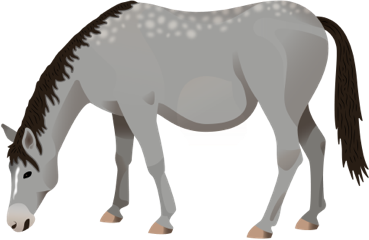 A mare lowering its neck to the ground.