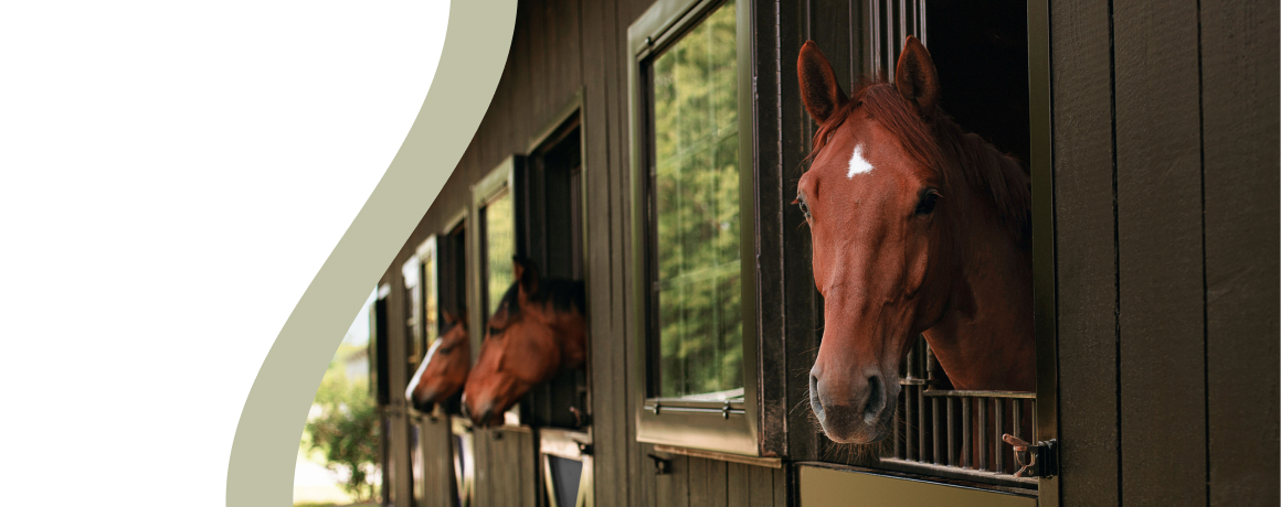 Horses peeking out of stable windows.