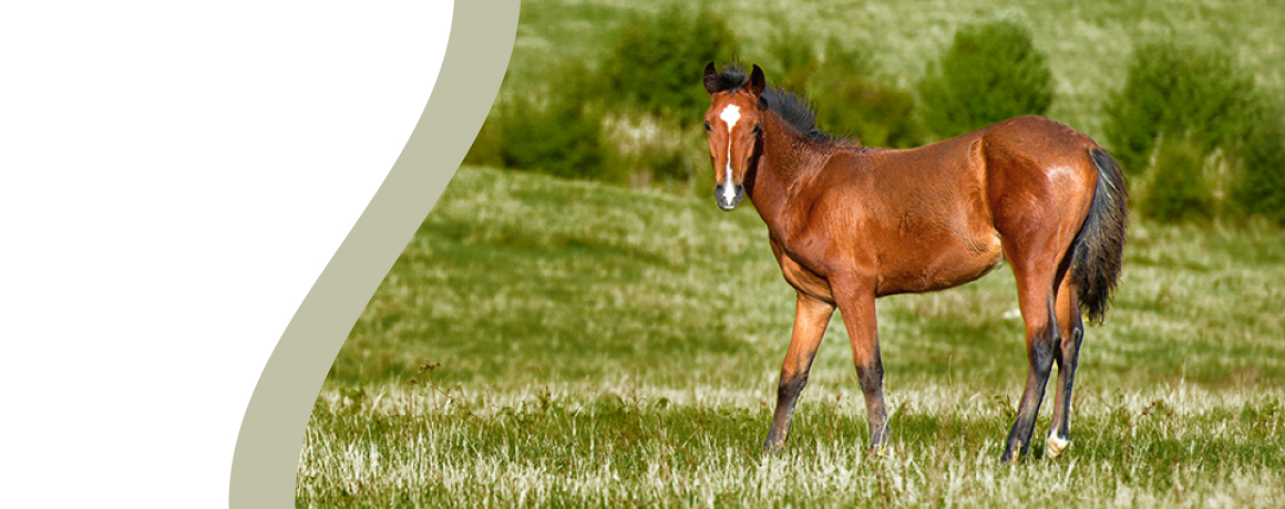 Brown horse standing in a grassy field with trees in the background.
