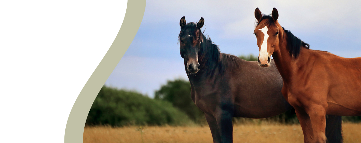 Two horses standing in a field under a cloudy sky.