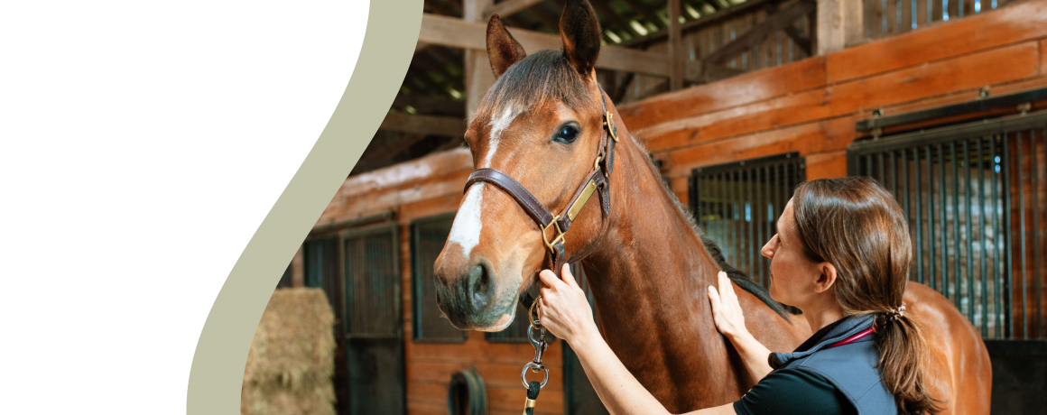 Person gently holding a horse's head in a stable.