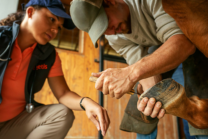 Person filing a horse's hoof with a rasp