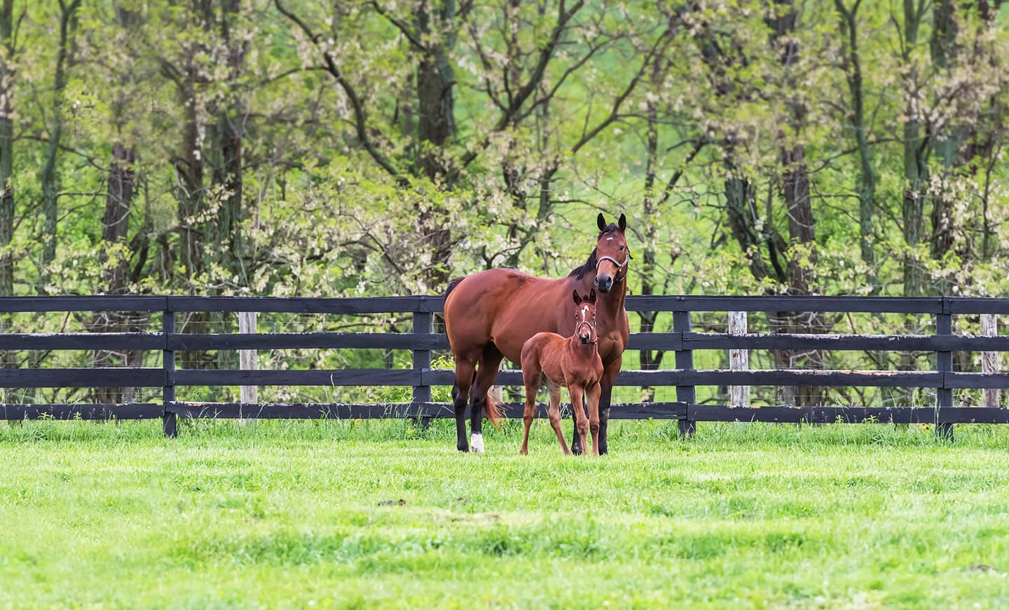 broodmare-image