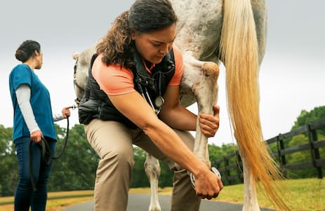 lameness-Solutions