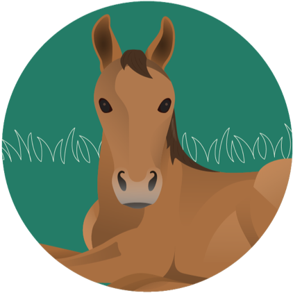 Equine Wormers - Equest Plus Tape